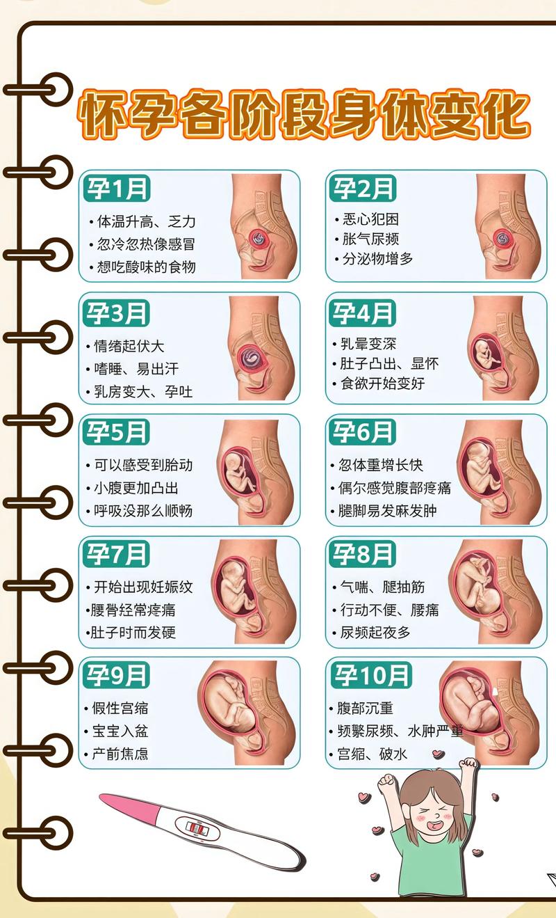 揭秘供卵代孕妈妈怀孕小腹分两节，孕期变化的奥秘三亚代生机构: